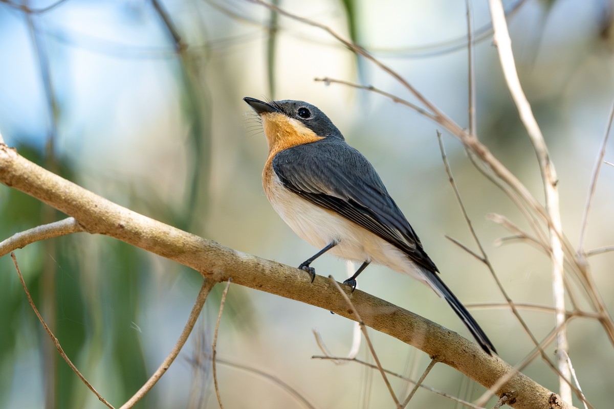Leaden Flycatcher - ML642197528