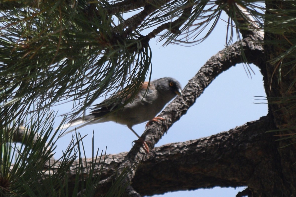 Yellow-eyed Junco - ML642197529