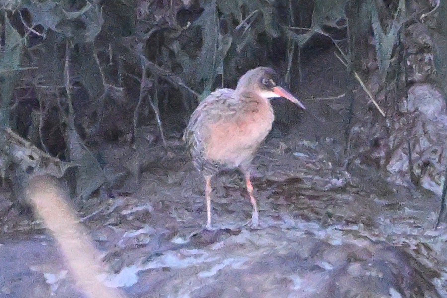Ridgway's Rail - ML642197543