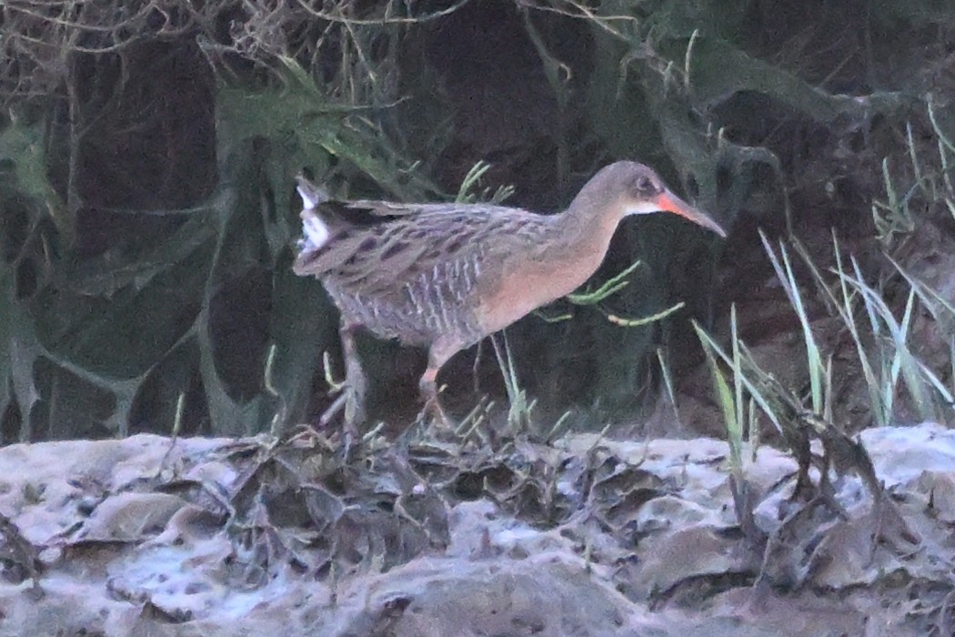 Ridgway's Rail - ML642197544