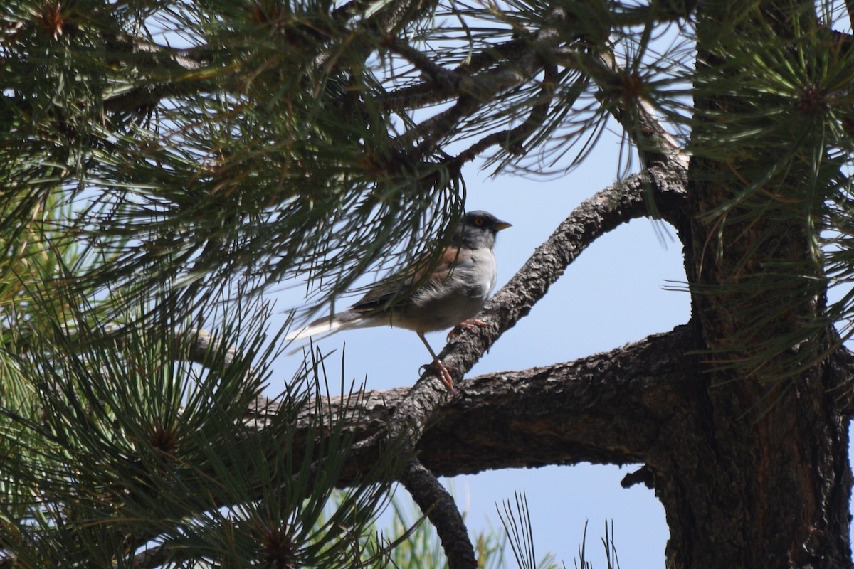 Yellow-eyed Junco - ML642197546