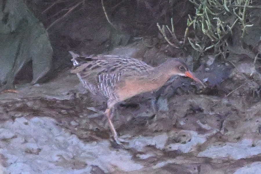 Ridgway's Rail - ML642197552