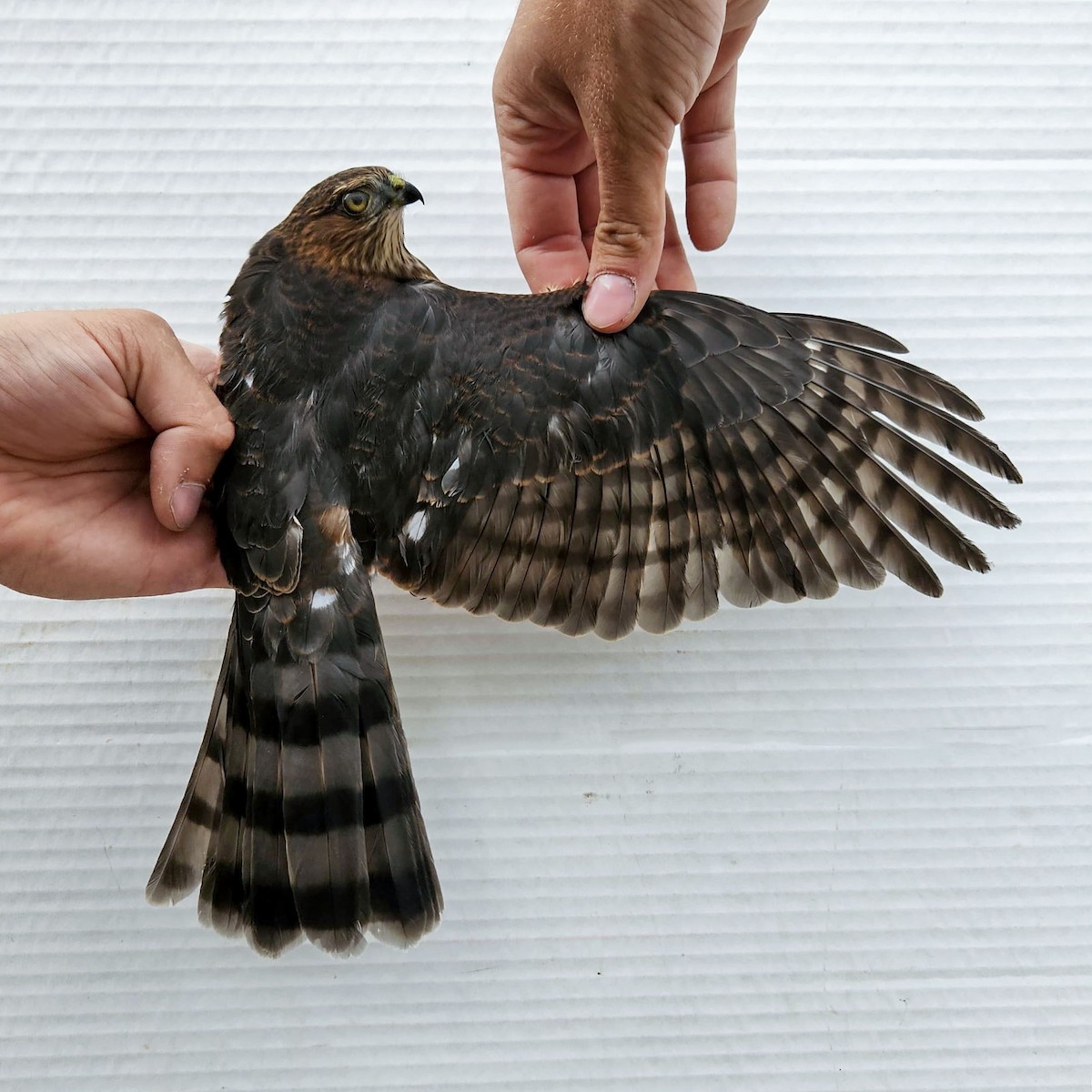 Sharp-shinned Hawk - ML642197556