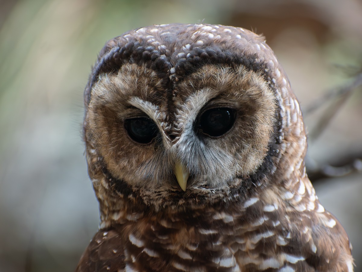 Spotted Owl (Mexican) - ML642197564
