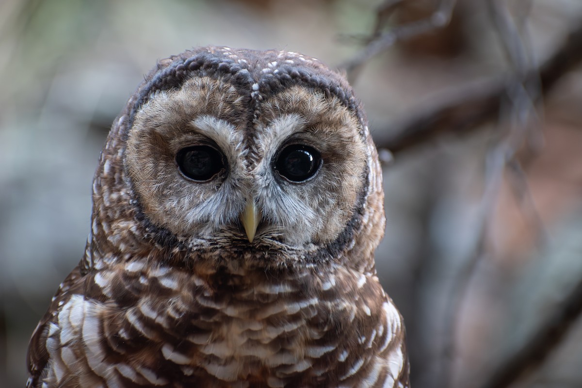 Spotted Owl (Mexican) - ML642197566