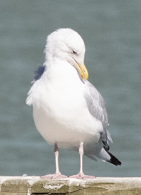 American Herring Gull - ML642197567