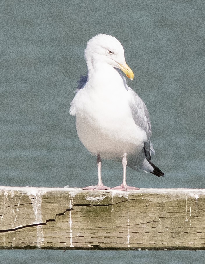 American Herring Gull - ML642197568