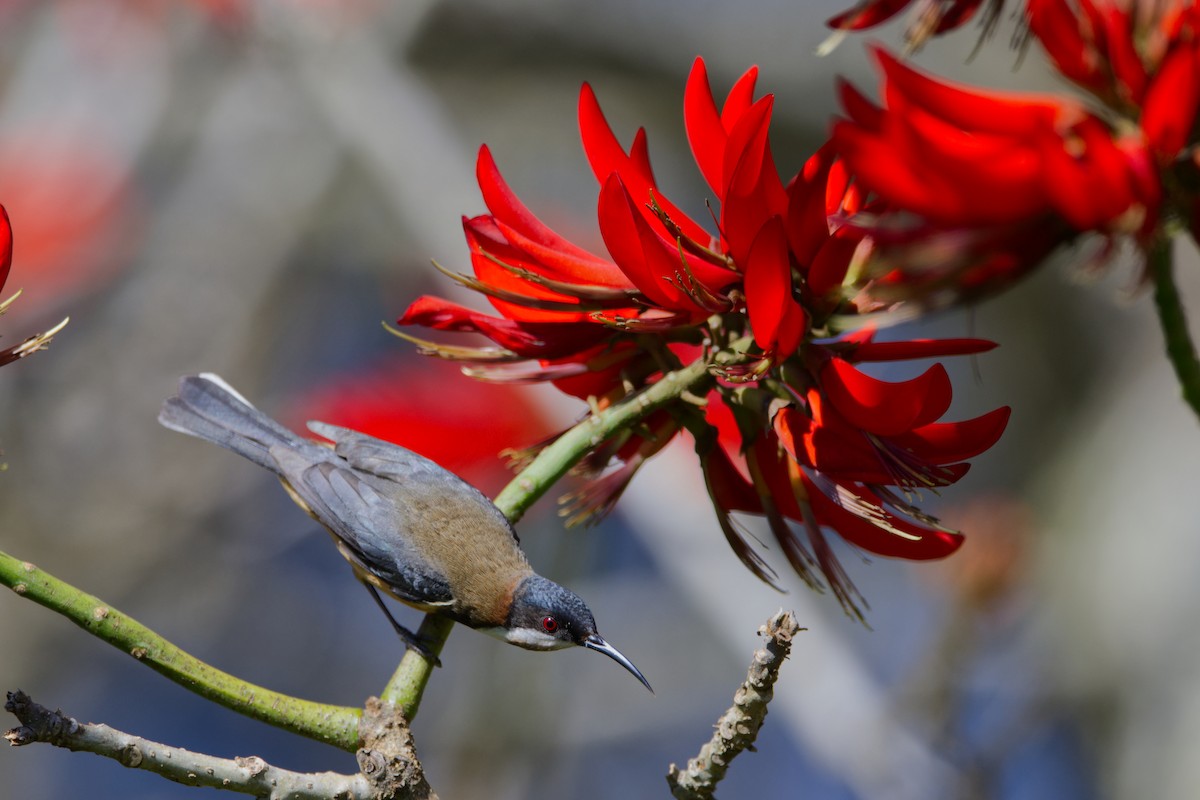 Eastern Spinebill - ML642197571