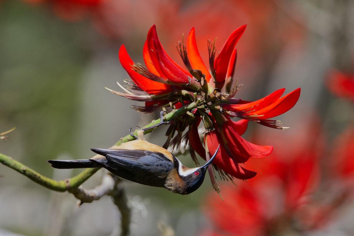 Eastern Spinebill - ML642197572