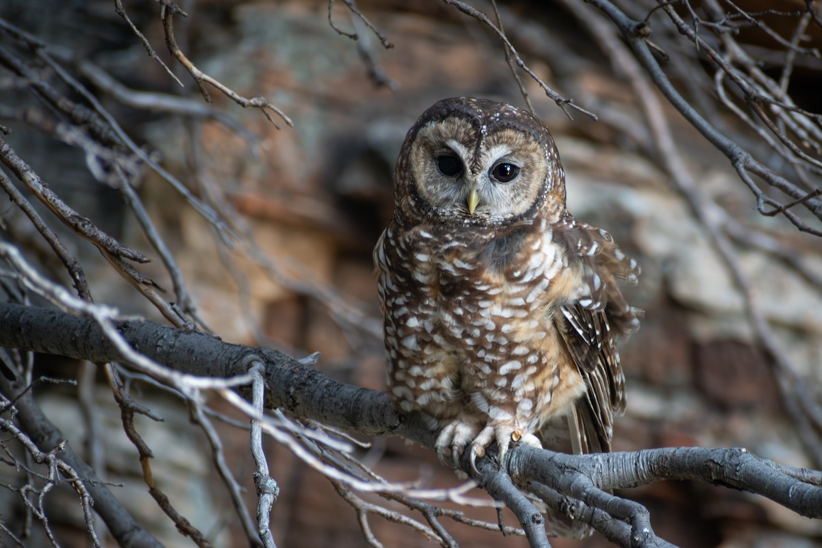 Spotted Owl (Mexican) - ML642197576