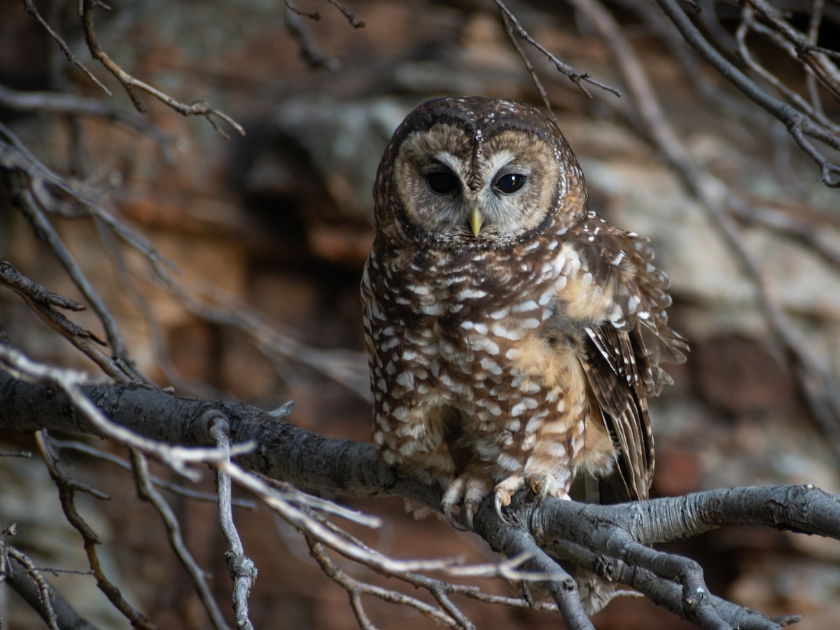 Spotted Owl (Mexican) - ML642197578