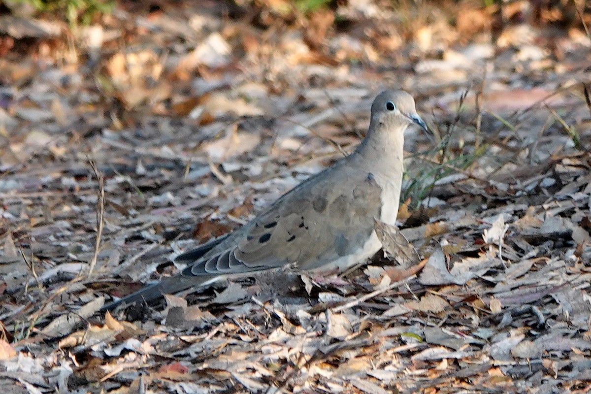 Mourning Dove - ML642197589