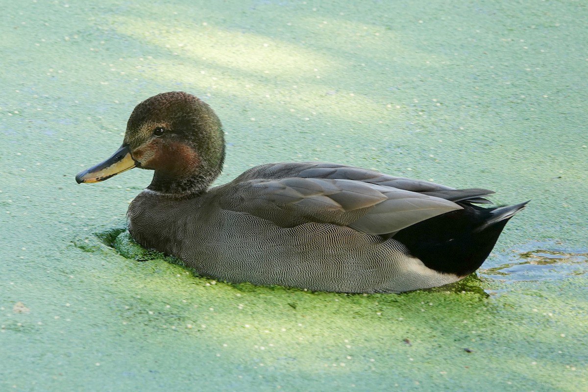 Gadwall x Mallard (hybrid) - ML642197593