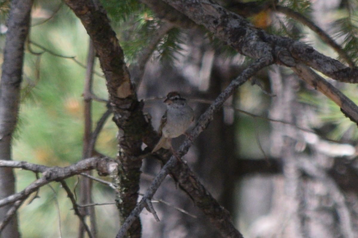 Chipping Sparrow - ML642197609