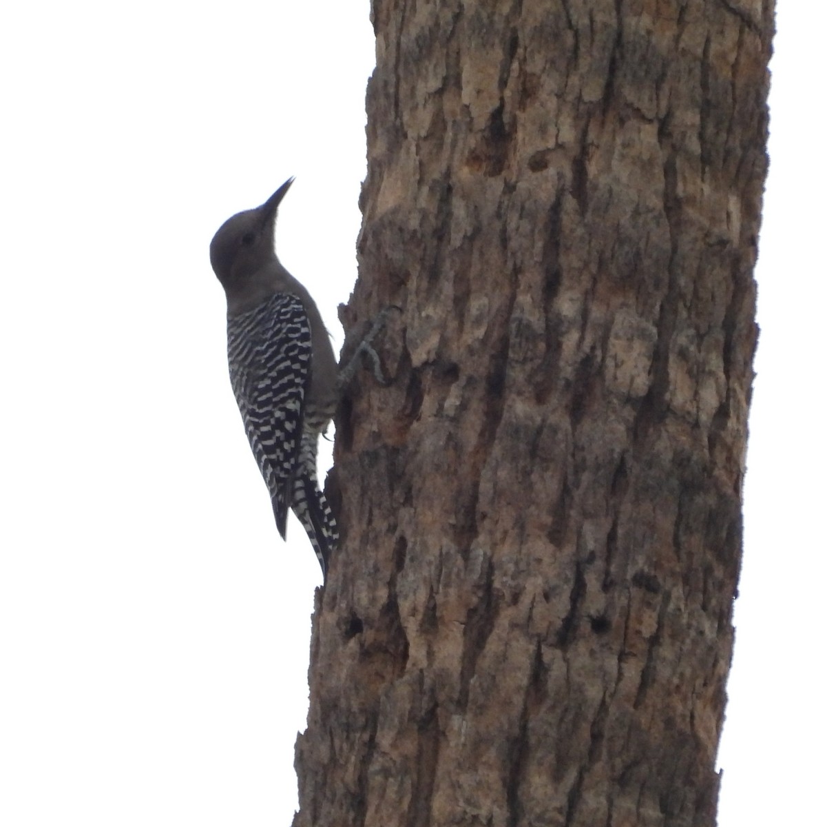 Gila Woodpecker - ML642197620
