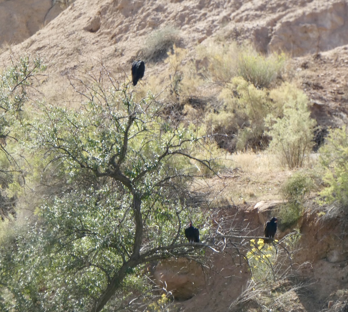 Turkey Vulture - ML642197625