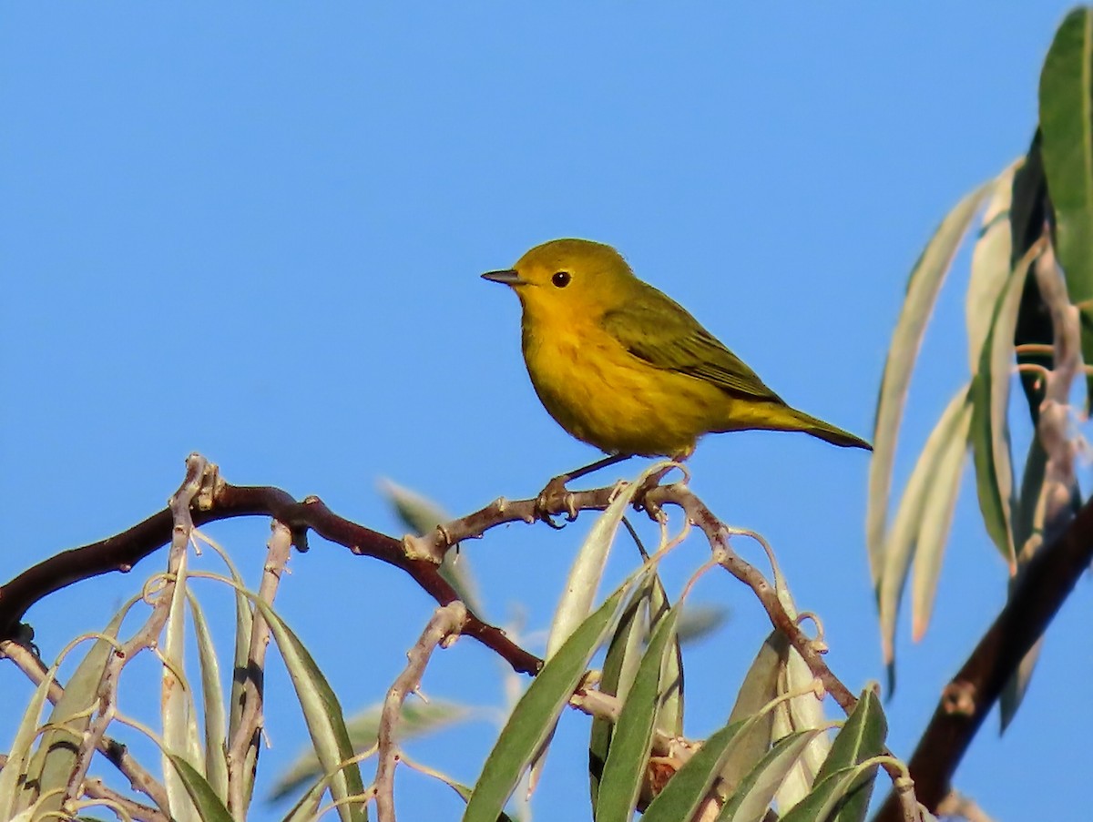 Yellow Warbler - ML642197630