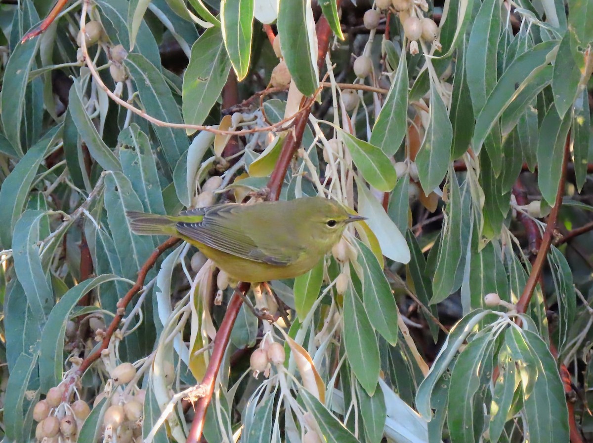 Orange-crowned Warbler - ML642197637