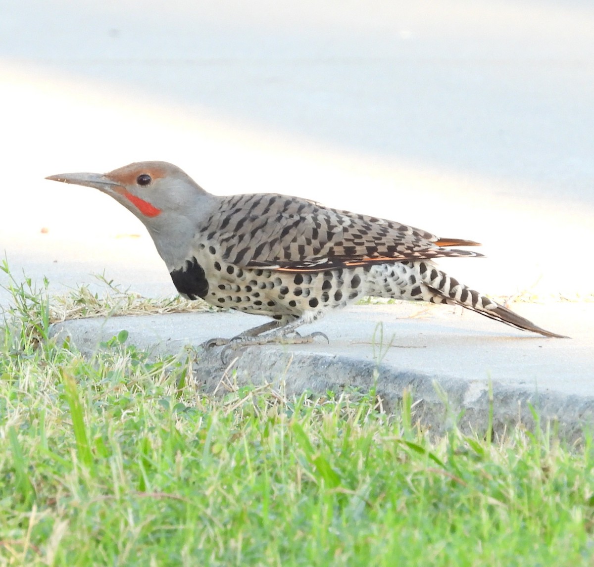 Northern/Gilded Flicker - ML642197639