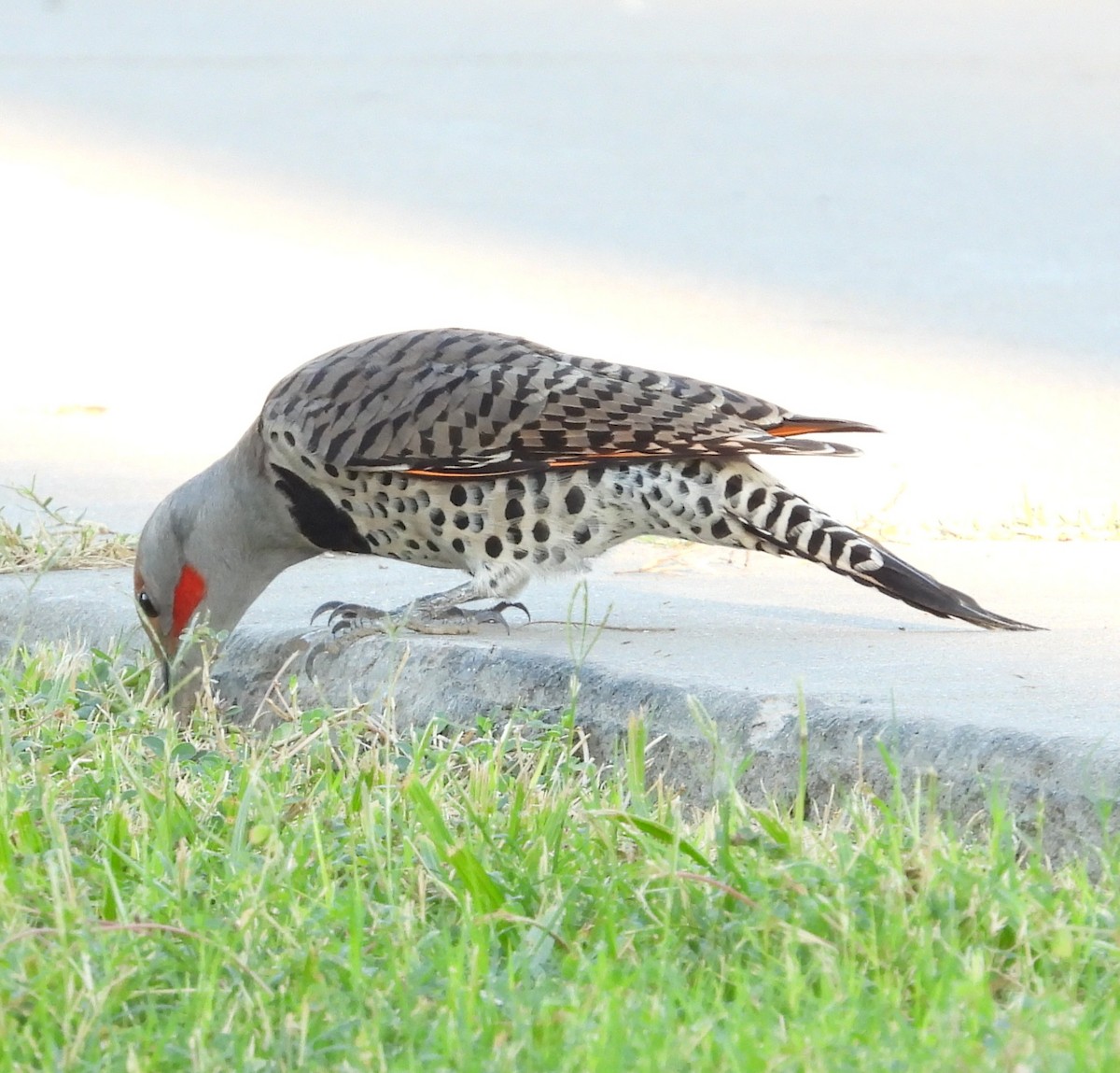 Northern/Gilded Flicker - ML642197641