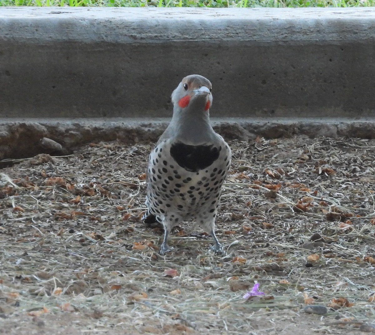 Northern/Gilded Flicker - ML642197642