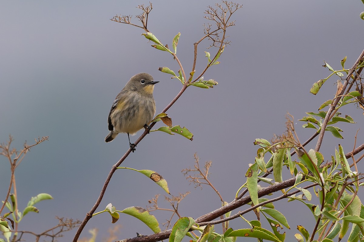 Yellow-rumped Warbler - ML642197668