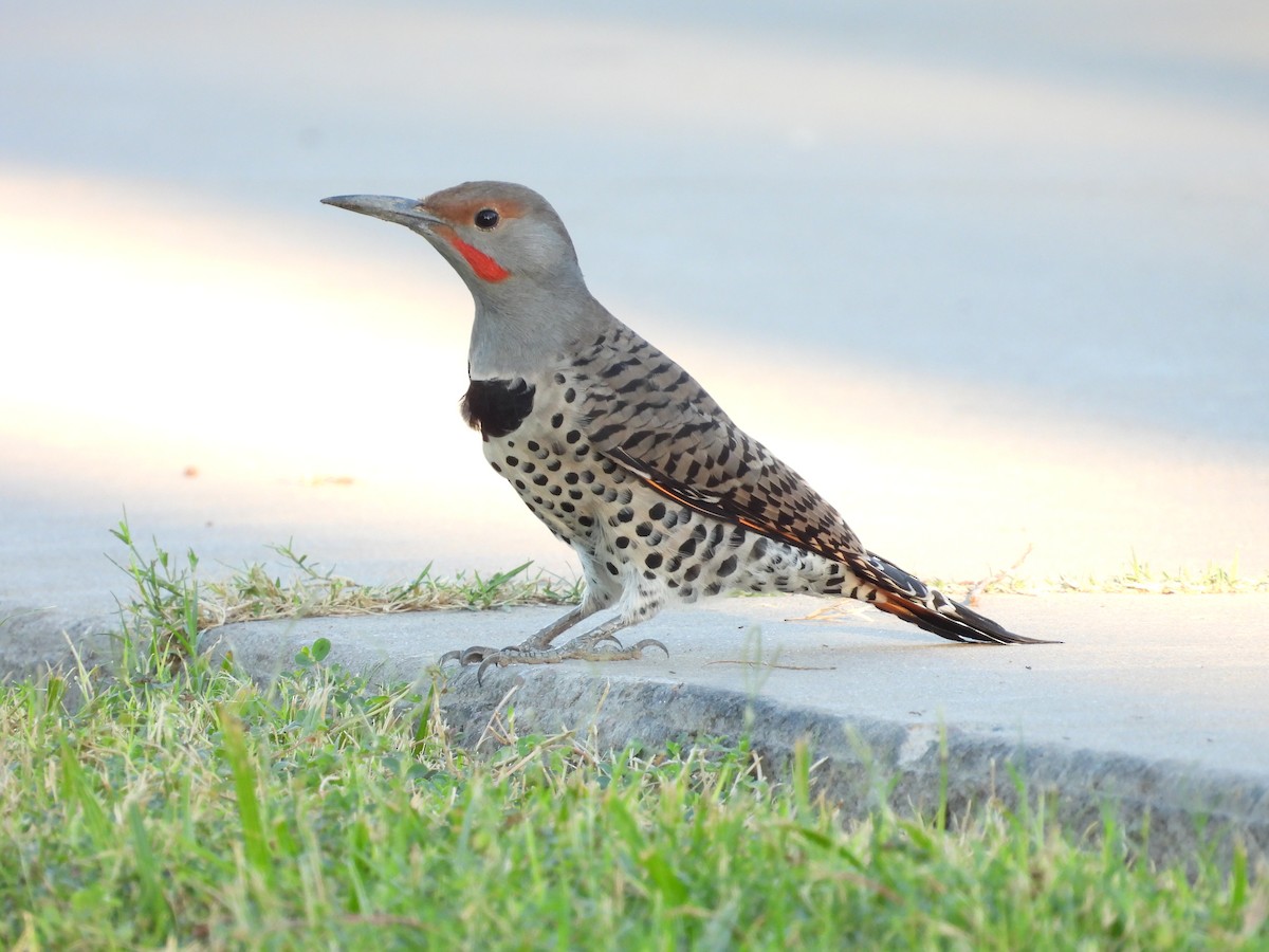 Northern/Gilded Flicker - ML642197669