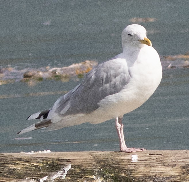 Iceland Gull - ML642197671