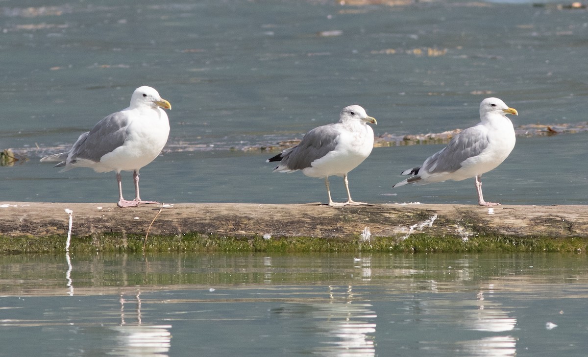 Iceland Gull - ML642197672