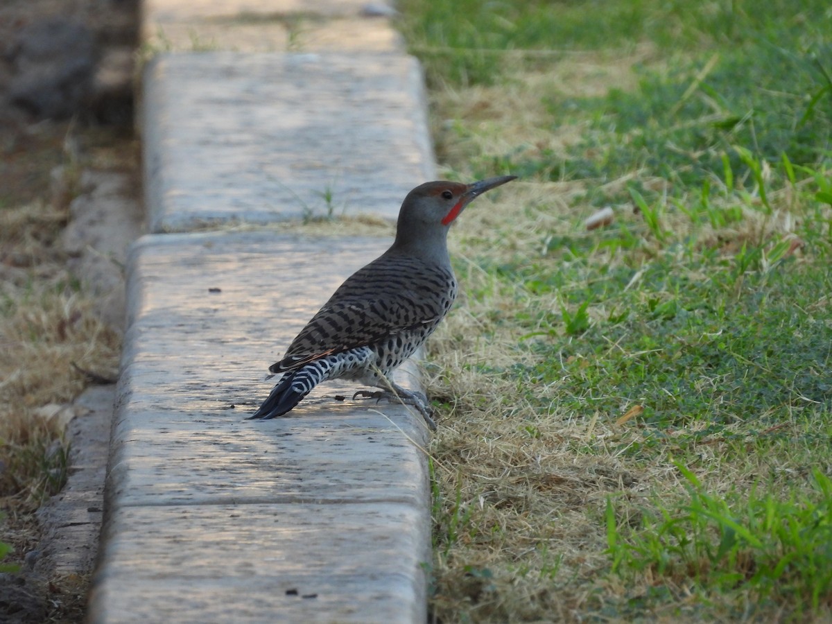 Northern/Gilded Flicker - ML642197688