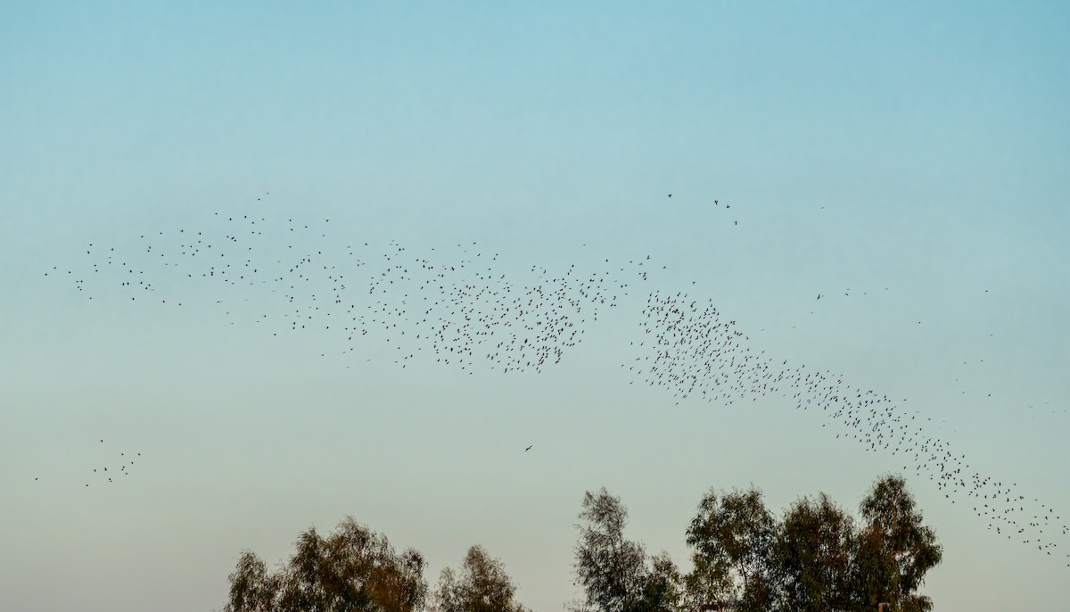 European Starling - ML642197706