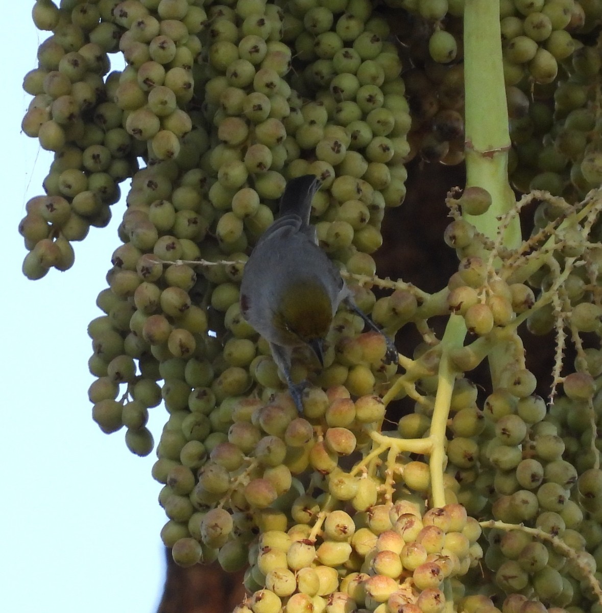 Verdin - ML642197707