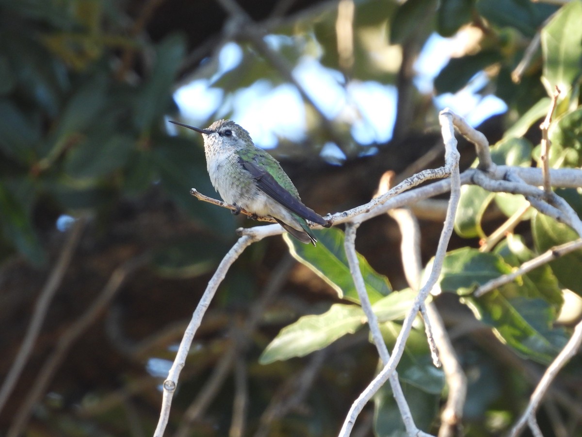 Anna's Hummingbird - ML642197729