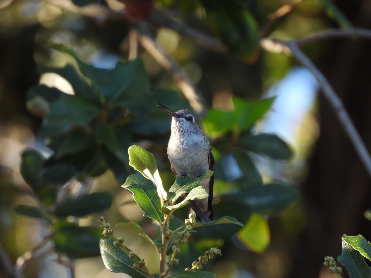 Anna's Hummingbird - ML642197739