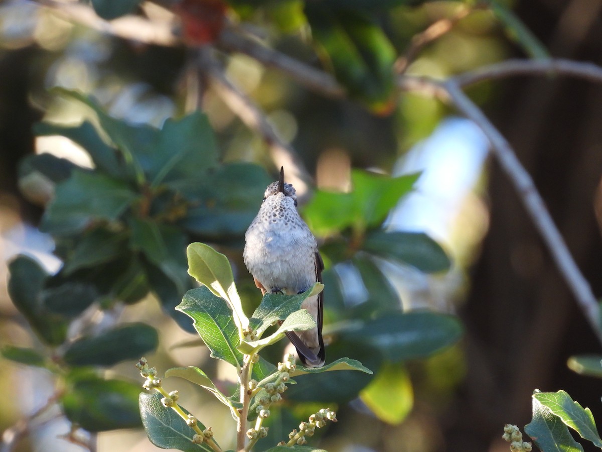 Anna's Hummingbird - ML642197744