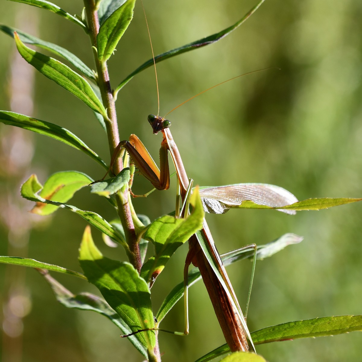 Chinese Mantis - ML642197766