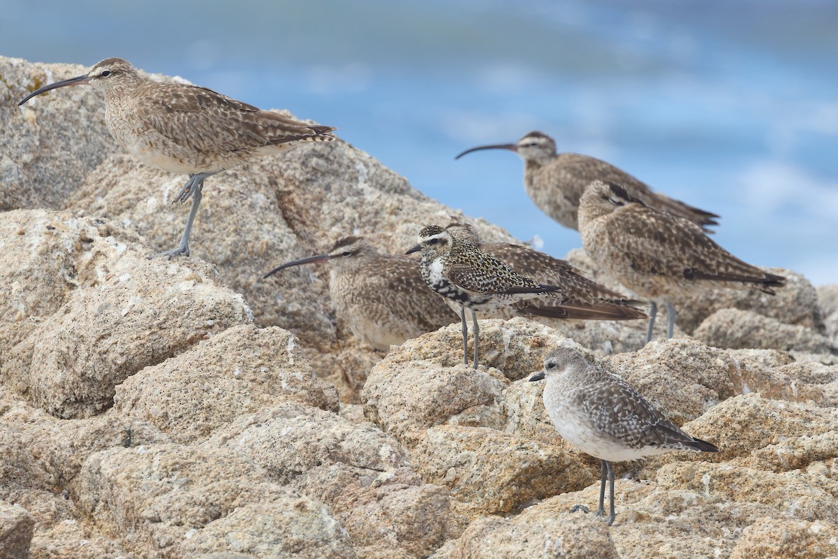 Pacific Golden-Plover - ML642197799