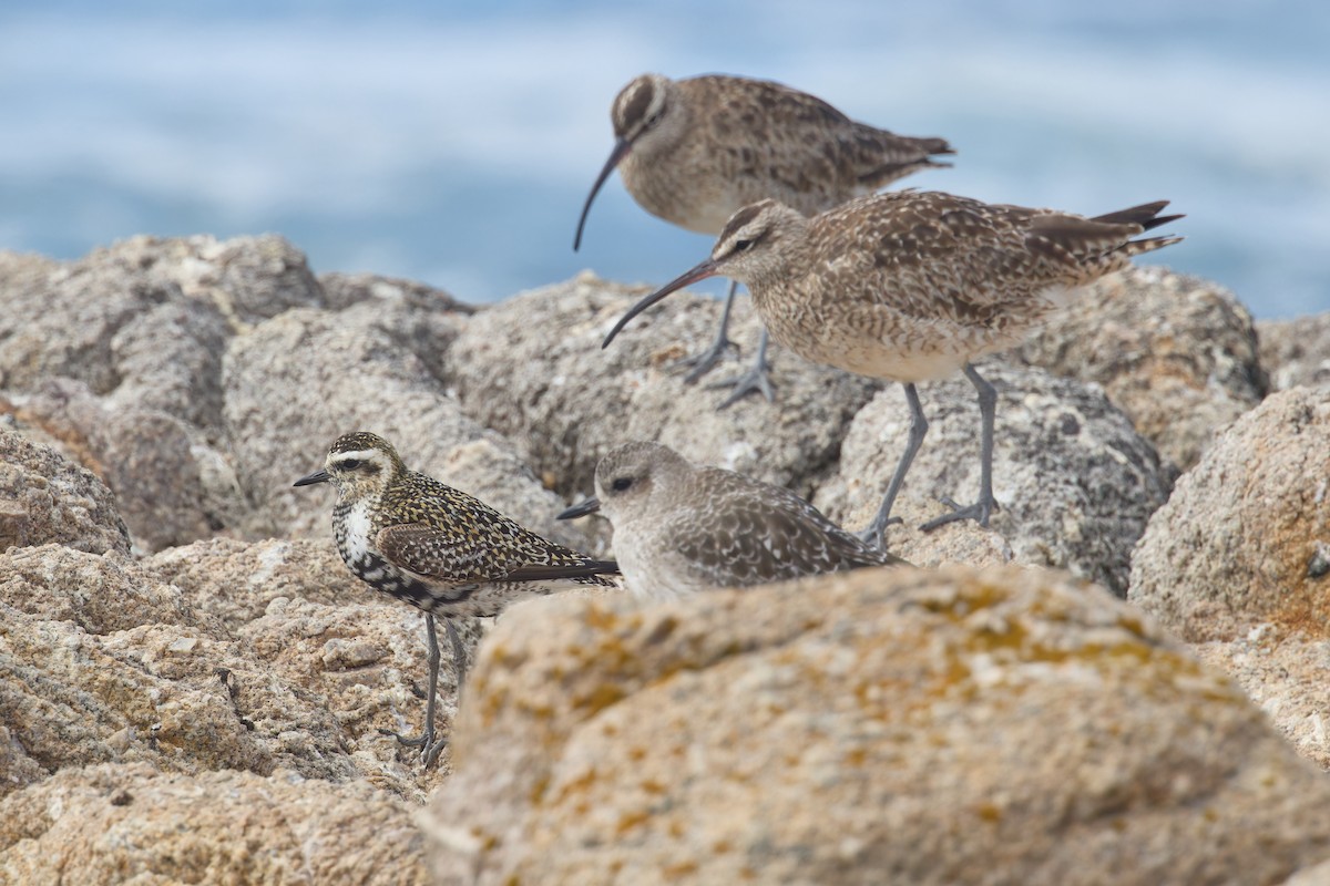 Pacific Golden-Plover - ML642197800