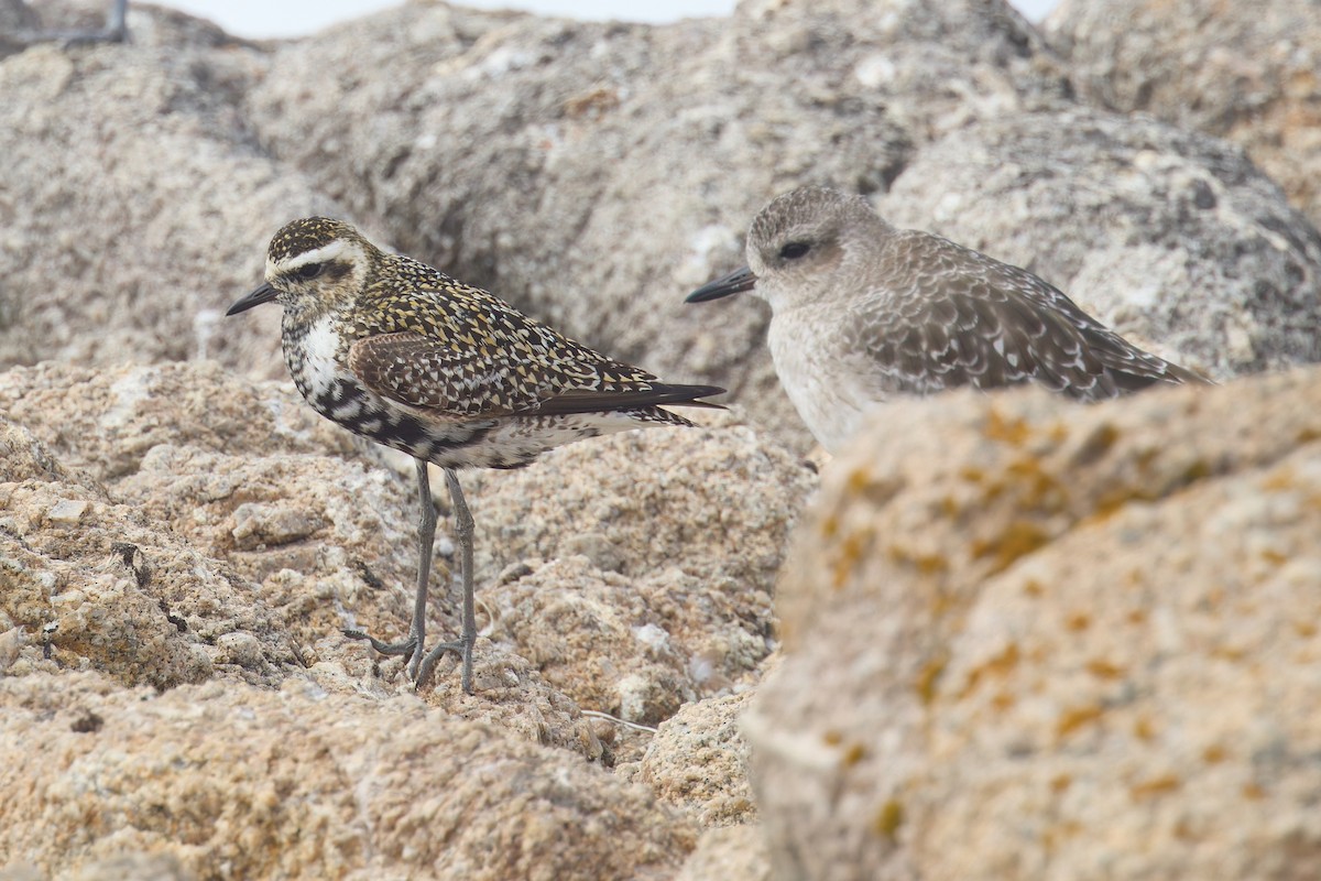 Pacific Golden-Plover - ML642197803