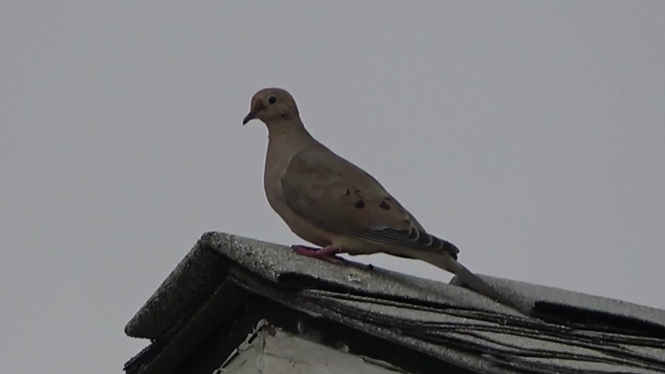Mourning Dove - ML642197806