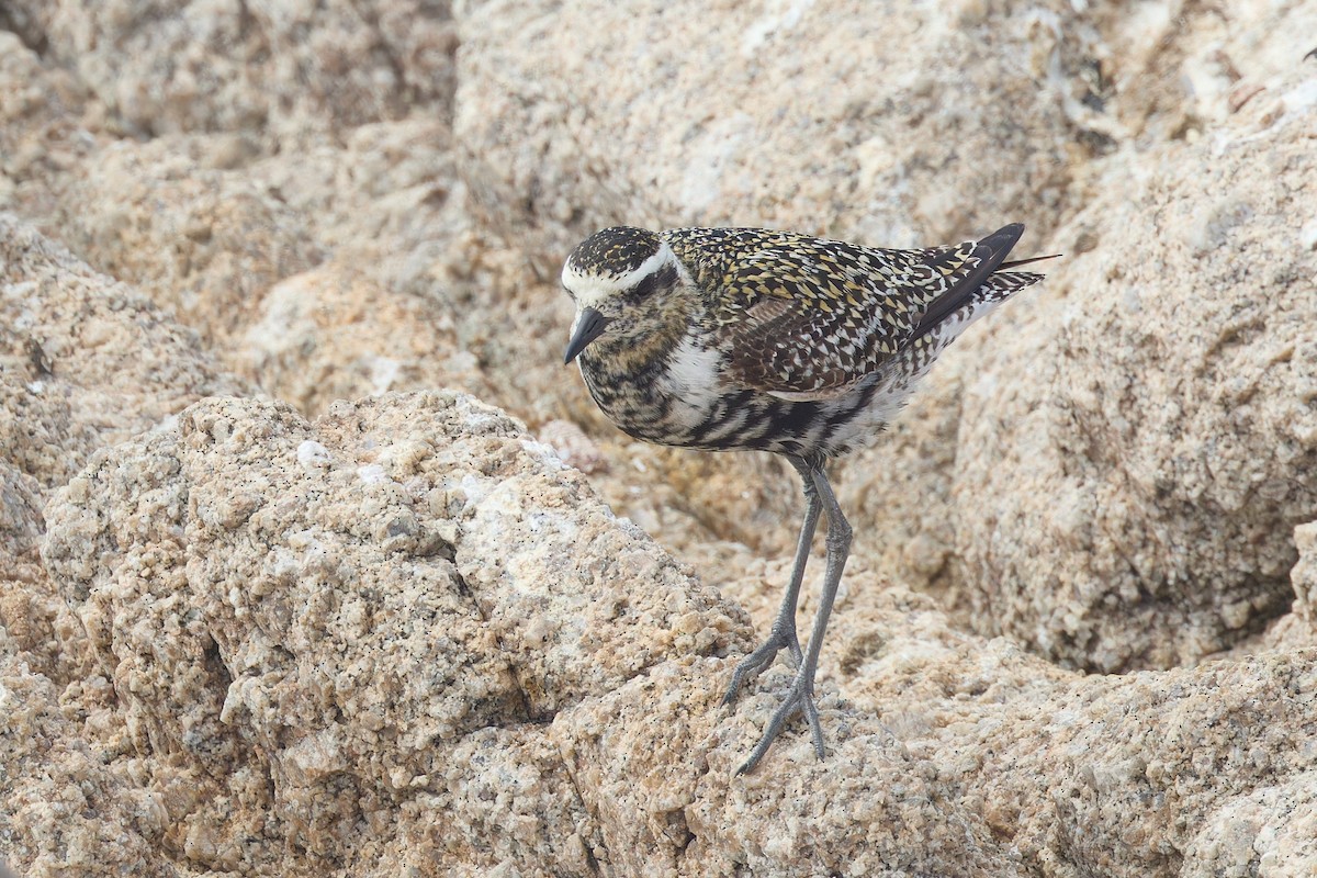 Pacific Golden-Plover - ML642197808