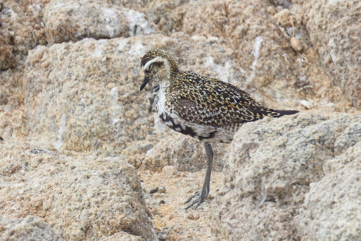 Pacific Golden-Plover - ML642197816