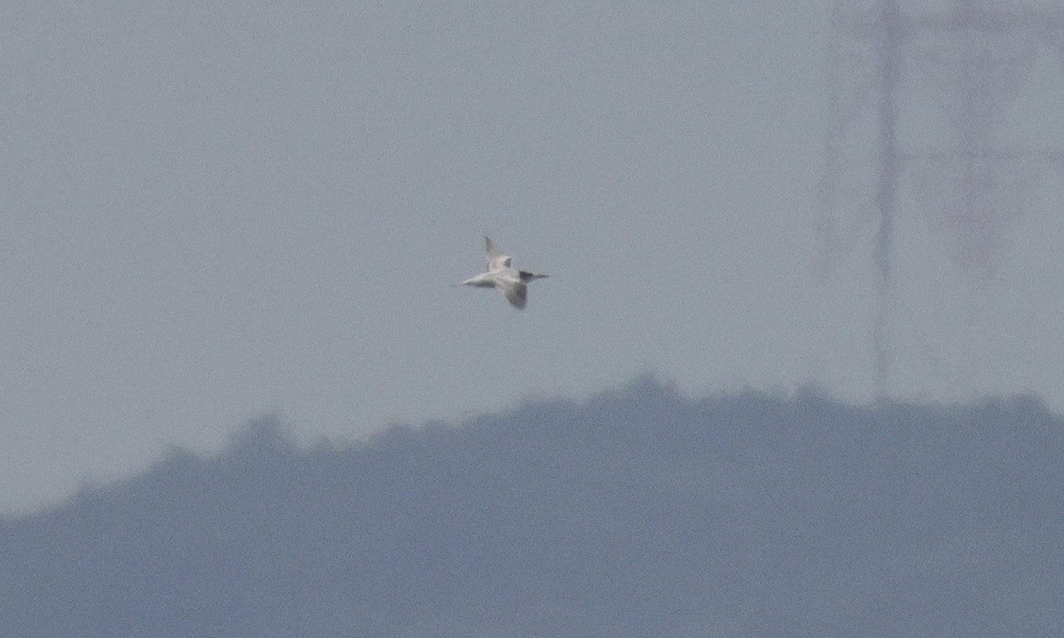 Great Crested Tern - ML642197820