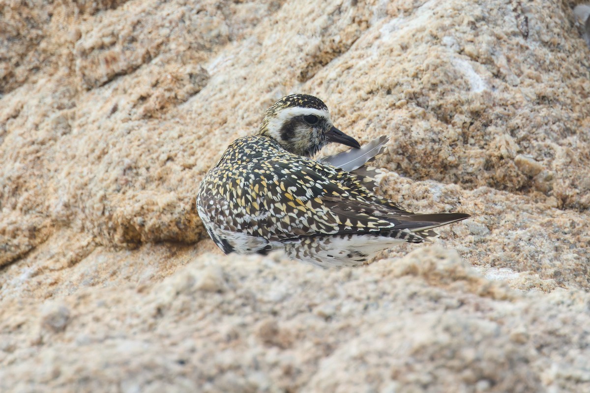 Pacific Golden-Plover - ML642197822