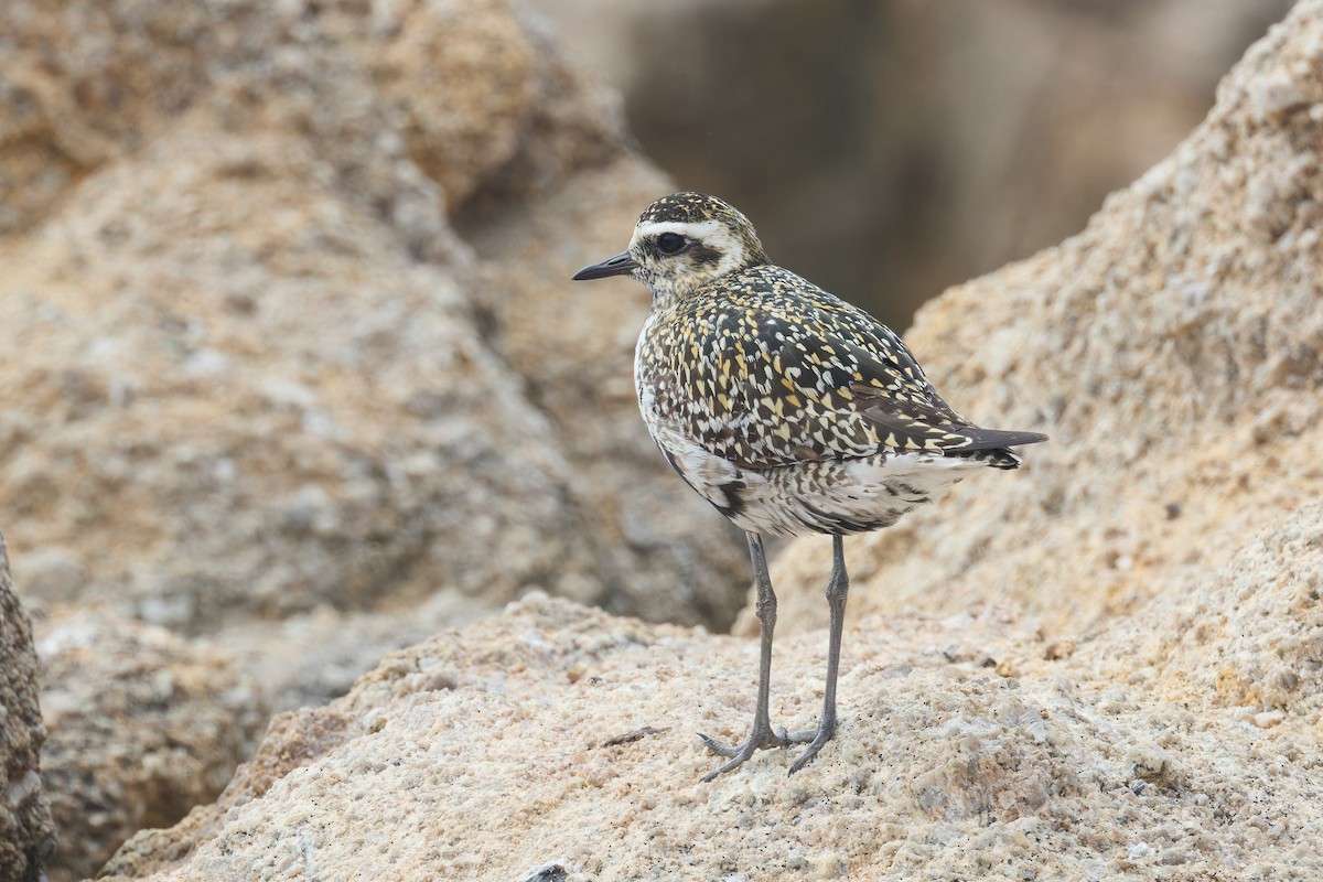 Pacific Golden-Plover - ML642197831
