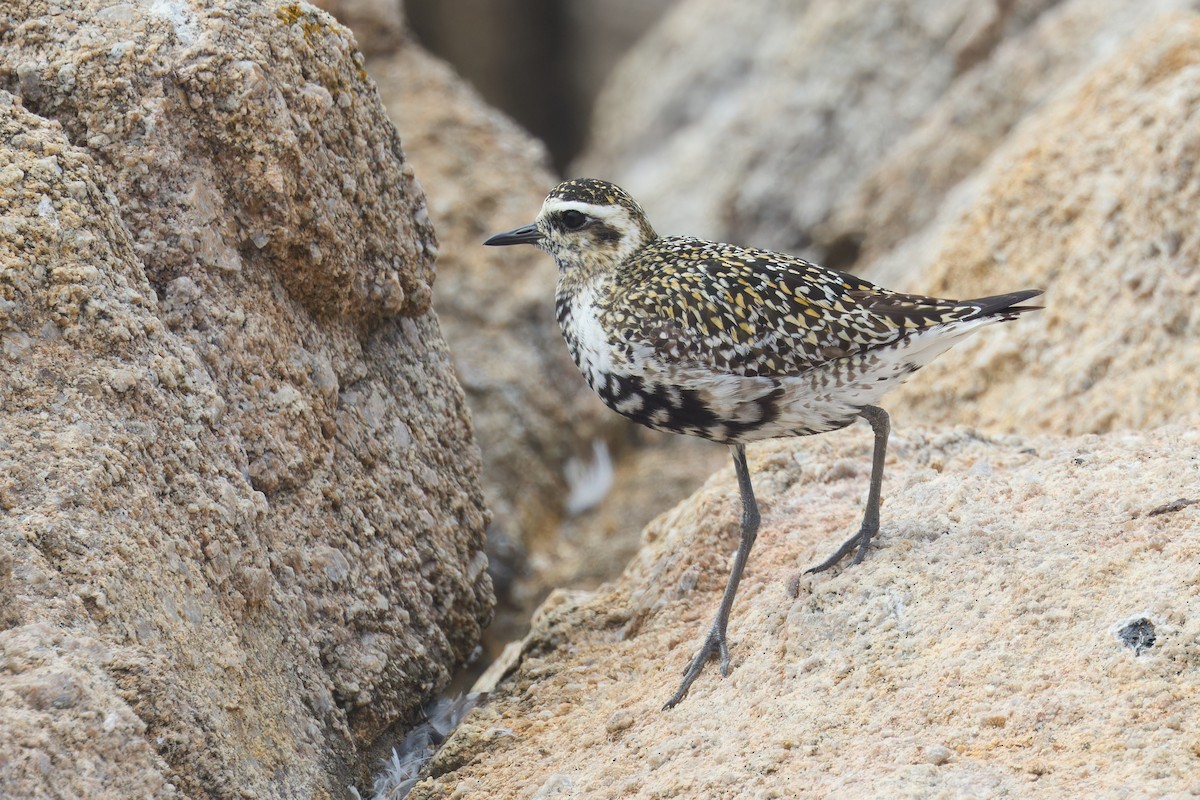 Pacific Golden-Plover - ML642197837