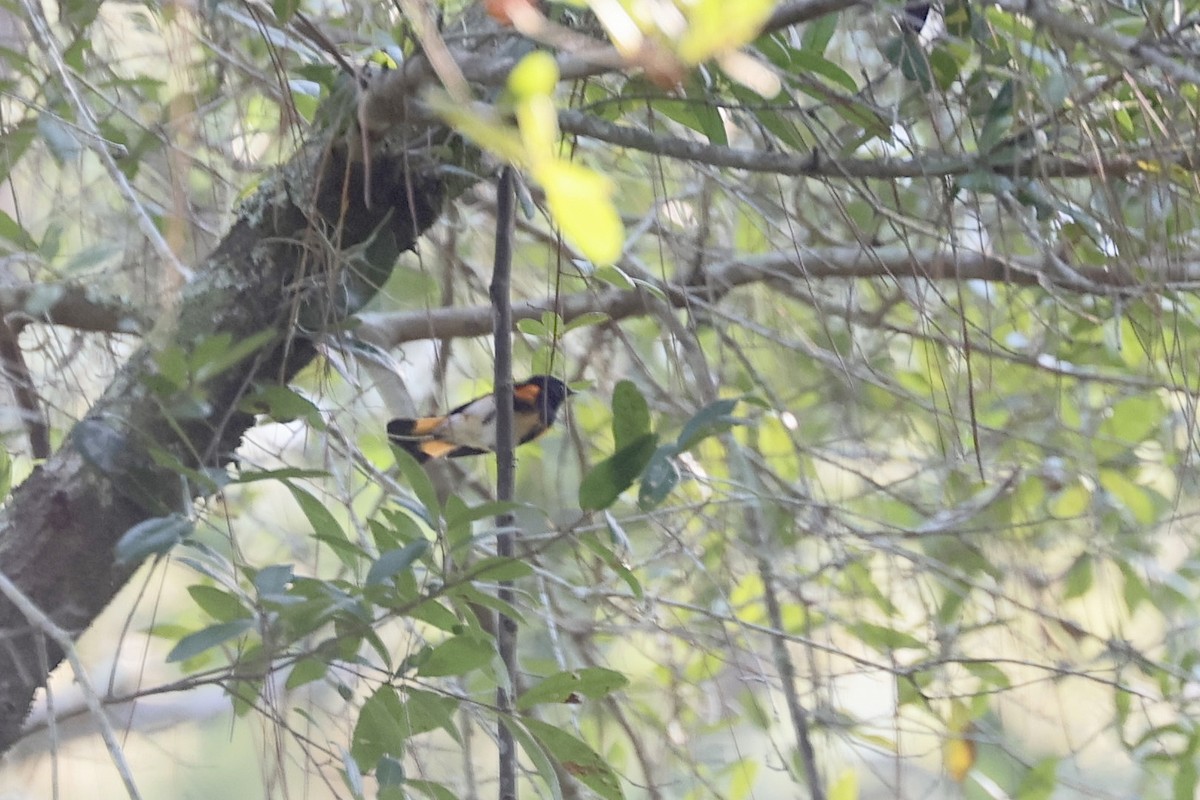 American Redstart - ML642197838