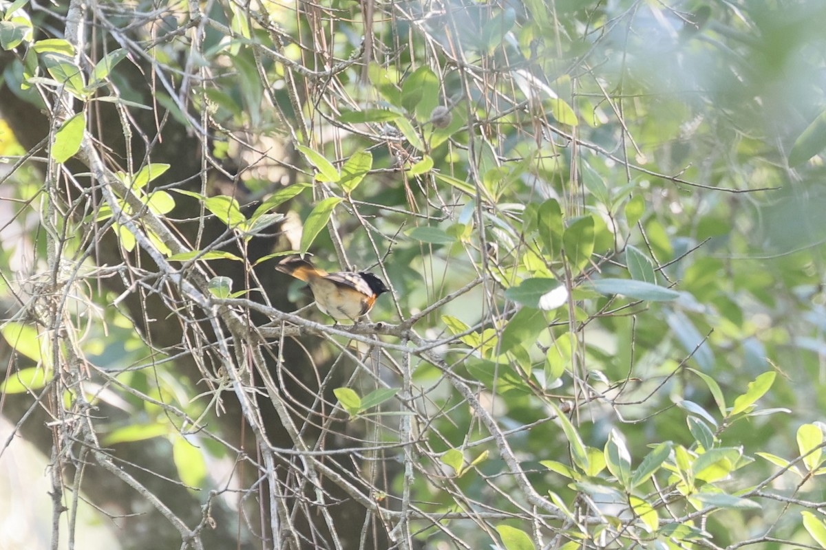American Redstart - ML642197839