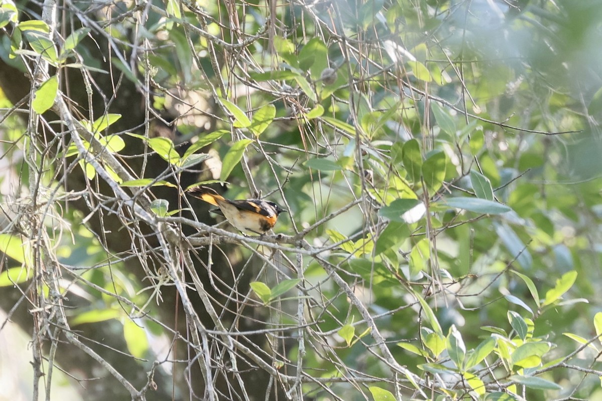 American Redstart - ML642197840