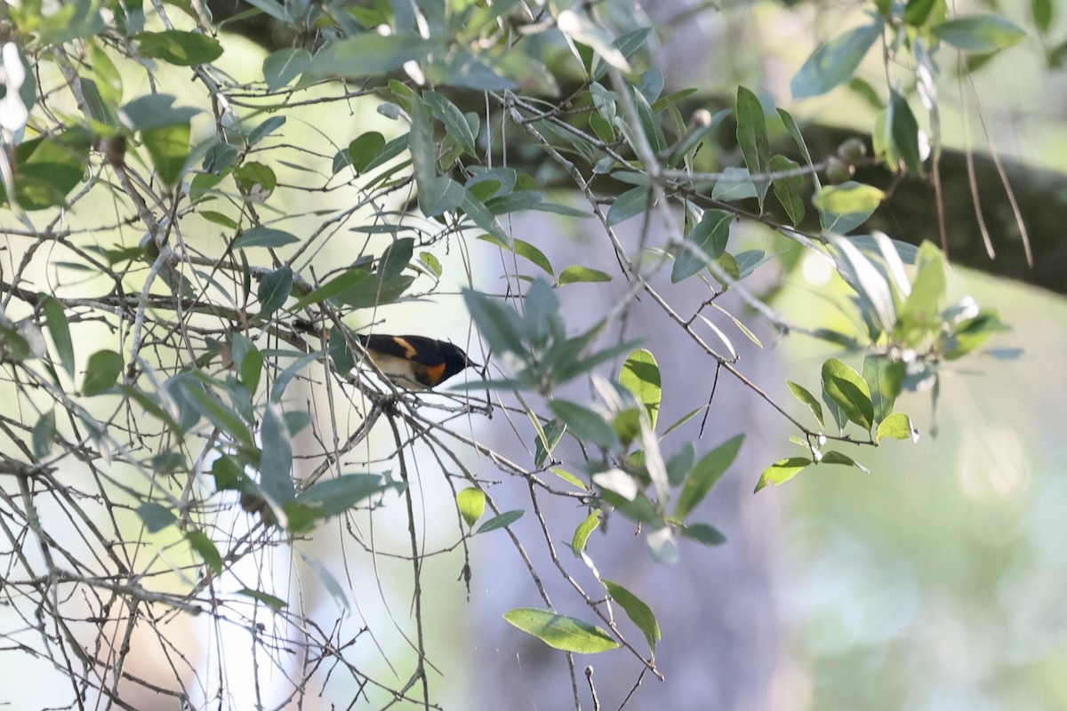 American Redstart - ML642197841